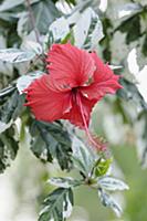 Rose mallow, Hibiscus rosa-sinensis 'Snow Queen' F