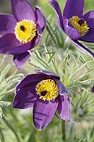 Pasque flower, Pulsatilla vulgaris, Slightly overh