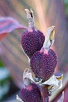 Canna indica, Close up of unusual purple seed pods