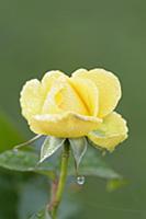Rose, Rosa 'Golden smiles', Close view of one yell