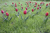 Tulip, Tulipa schrenkii, Several crimson flowers w