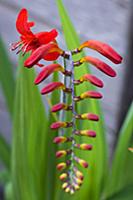Montbretia, Crocosmia 'Lucifer', Branched spike wi