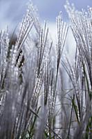 Grass, Eulalia, Miscanthus sinensis 'Kleine Silber