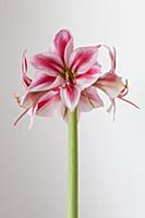 Amaryllis, Hippeastrum 'Gervase', One stem with st