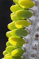 Madagascar ocotillo, Alluaudia procera, Close side