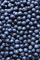 Blackthorn, Prunus spinosa, Abundant harvest of pu