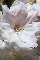 Rhododendron 'Loderi pink diamond', Close view of 