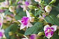 Fuchsia 'Bon Accorde', Close view of one flower am