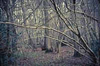 Hornbeam, Carpinus betulus woodland in winter with
