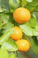 Calamondin, Citrus madurensis, Fruit growing with 