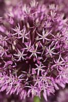 Allium 'Gladiator', Close up detail of mass of pin