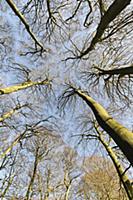 Beech, Fagus sylvatica, Underneath wide angle view