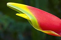 Heliconia rostrata, often known as Lobster claw, C