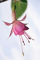Fuchsia 'Walz Jubelteen', Close side view of one h