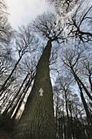 Beech, Fagus sylvatica, Low angle view of a woodla