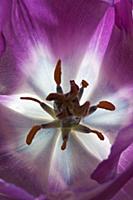 Tulip, Tulipa 'Purple prince', Very close view of 
