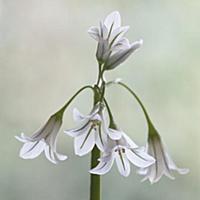 Triquetrous leek, Allium ursinum, Side view of one