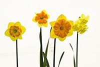 Daffodil, Narcissus 'Boslowick', Front view of yel