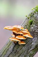 Orange mycena, Mycena leaiana growing out of an an
