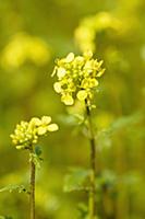 White mustard, Sinapis alba, Often grown as green 