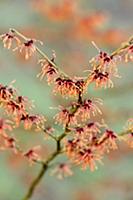 Witch hazel, Hamamelis x intermedia 'magic fire', 