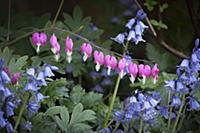 Bleeding heart, Lamprocapnos spectabilis, One stem