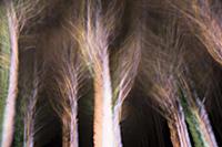 Trees with bare branches, manipulated with multipl