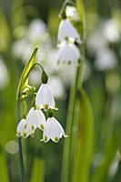 Summer snowflake, Leucojum aestivum, Side view of 