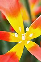 Tulip, Tulipa vvedenskyi, Closeup of red tipped ye