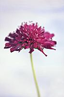 Macedonian scabious, Knautia macedonica 'Red Knigh