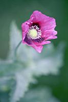 Opium poppy, Papaver somniferum, Front view of pin