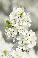 Plum, Prunus domestica 'Blue tit', Cluster of whit