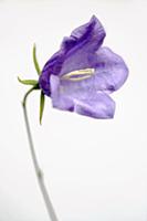 Harebell, Campanula rotundifolia, Close view of on