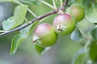 Apple, Malus domestica 'Fiesta'. Close view of two