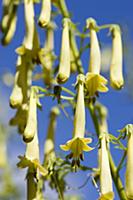 Cape fuchsia, Phygelius 'Funfare Yellow', Several 