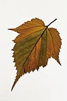 Field maple, Acer campestre, Single orange green c