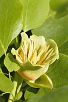 Artichke, Artichoke green globe, Cynara scolymus '