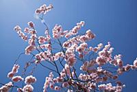 Cherry, Japanese Flowering Cherry, Prunus 'Beni-yu