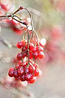 Birchleaf Viburnum, Viburnum betulifolium, Close v