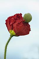 Icelandic poppy, Papaver nudicaule 'Champagne Bubb