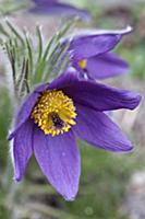 Pasqueflower, Pulsatilla vulgaris, Close view of o