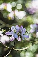 Azalea, Rhododendron cultivar, Small cluster of pi