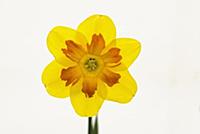 Daffodil, Narcissus 'Marion Pearce', Front view of