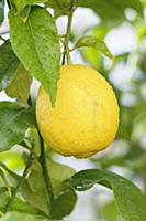 Lemon, Citrus limon, Lemon growing on a branch wit