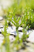 Samphire, Salicornia europaea, Close side view of 
