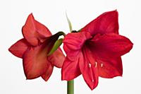 Amaryllis, Hippeastrum 'Red Lion', Two red flowers