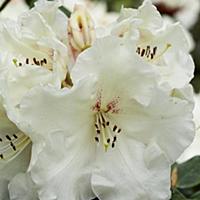 Rhododendron 'Rothenburg', Close view of a cluster