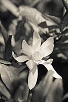 Magnolia stellata, Black and white image of one fl