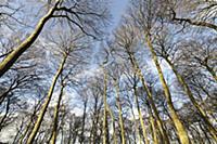 Beech, Fagus sylvatica, Low angle view of a woodla