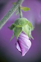 Tree mallow, Lavatera x clementii 'Rosea', One unf